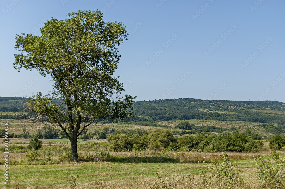 Landscape of summer nature with green glade, forest and big single tree, Sredna Gora mountain, Ihtiman, Bulgaria Landscape of summer nature with green glade, forest and big single tree, Sredna Gora mountain, Ihtiman, Bulgaria