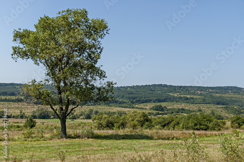 Landscape of summer nature with green glade  forest and big single tree  Sredna Gora mountain  Ihtiman  Bulgaria    