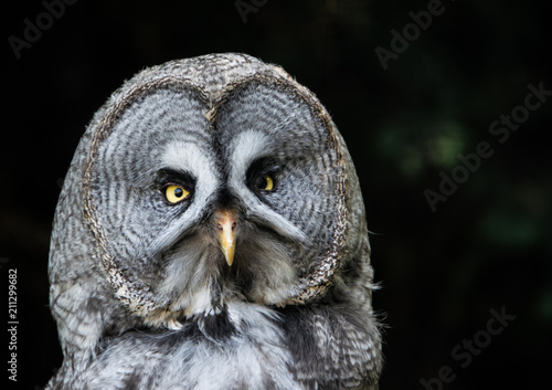 Owl close up, appearing annoyed