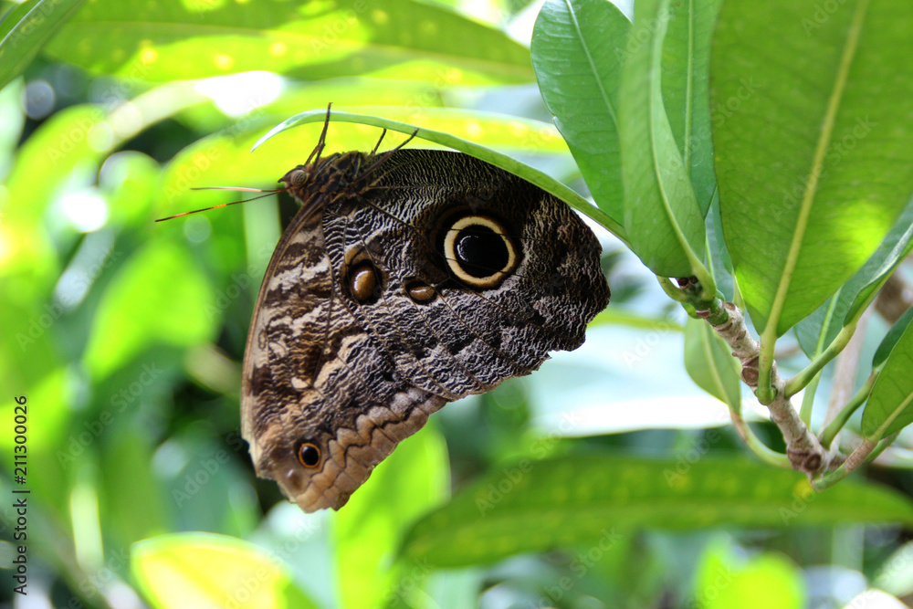 Fototapeta premium Ein Schmetterling auf der Mainau
