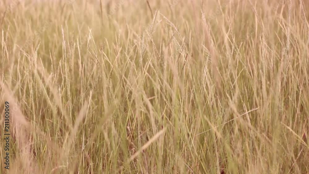 Beautiful Autumn Grass Field wave and move by the Wind of Winter at the Evening before Sunset, Nature Countryside Background Beautiful Autumn Grass Field wave and move by the Wind of Winter at the Evening before Sunset, Nature Countryside Background