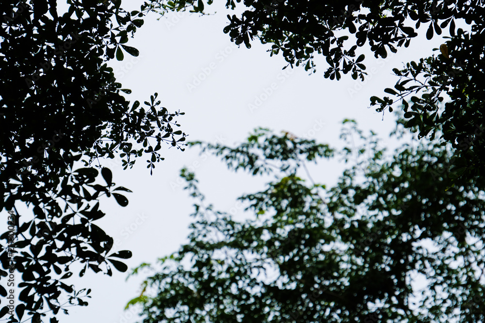 tree, leaves and sky silhouette tree, leaves and sky silhouette