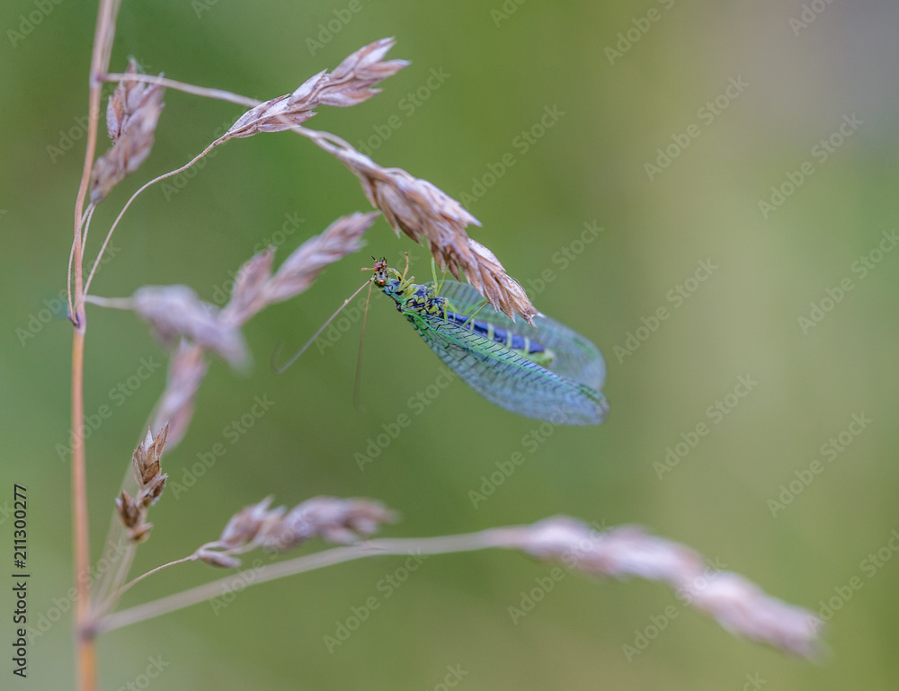 insecte chrysope seul sur une graminée sur fond vert en gros plan en couleur insecte chrysope seul sur une graminée sur fond vert en gros plan en couleur