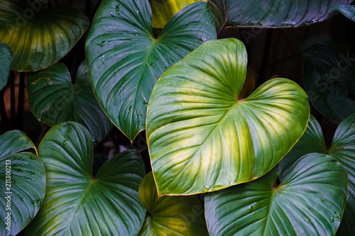 heart shape green leaf plant