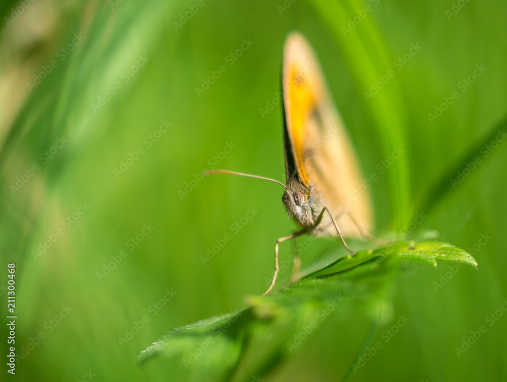 insecte papillon marron seul en gros plan sur fond vert sur une feuille insecte papillon marron seul en gros plan sur fond vert sur une feuille