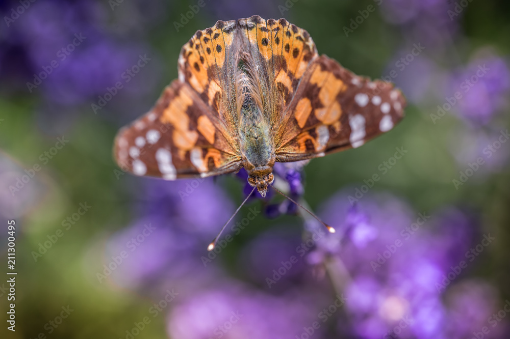 insecte papillon orange seul sur une fleur violette en gros plan insecte papillon orange seul sur une fleur violette en gros plan
