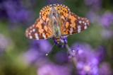 insecte papillon orange seul sur une fleur violette en gros plan