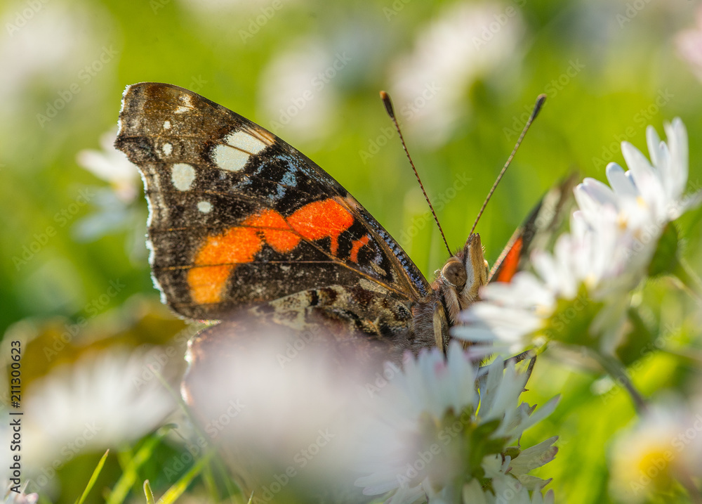 insecte papillon seul noir et orange sur une fleur dans un jardin en plan rapproché insecte papillon seul noir et orange sur une fleur dans un jardin en plan rapproché