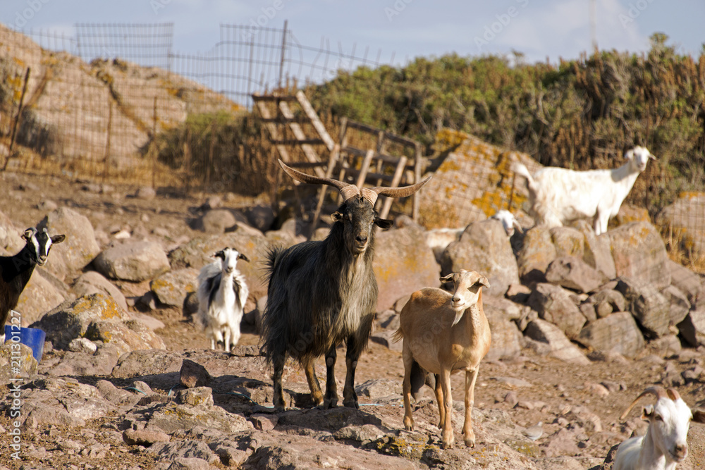 Mountain goats in the island of Patmos, Greece