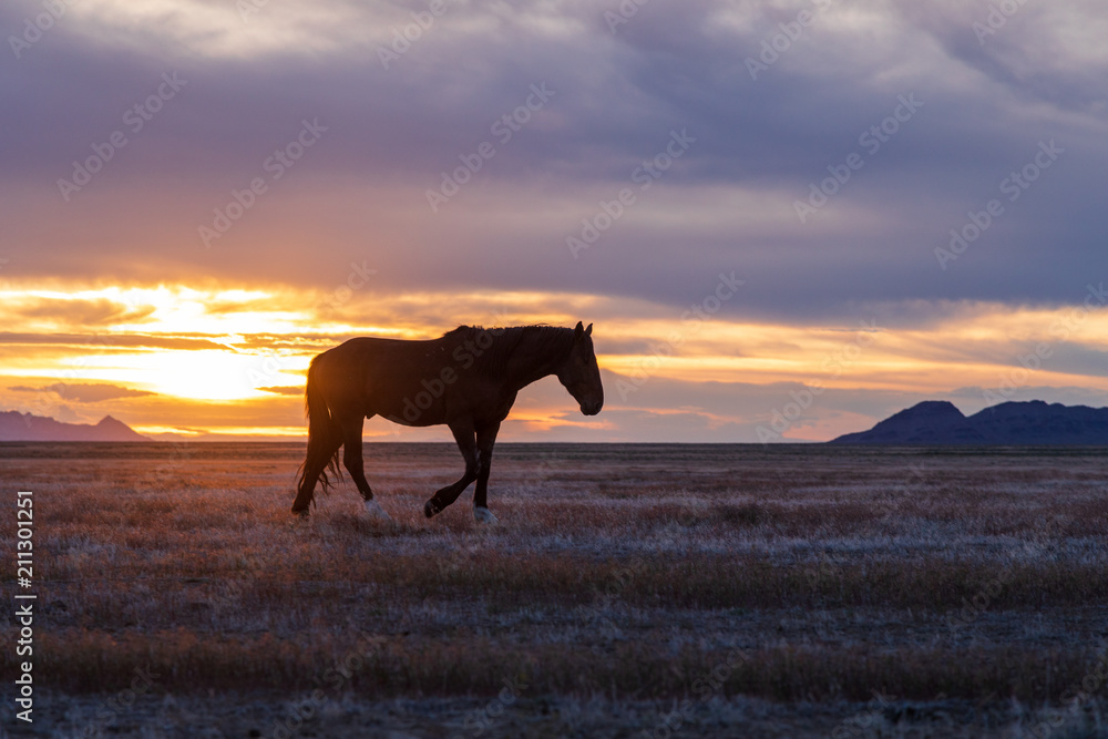 Wild Horse Stallion Silhouetted at Sunset Wild Horse Stallion Silhouetted at Sunset