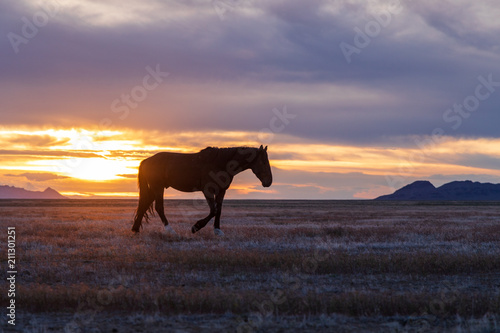 Wild Horse Stallion Silhouetted at Sunset © natureguy