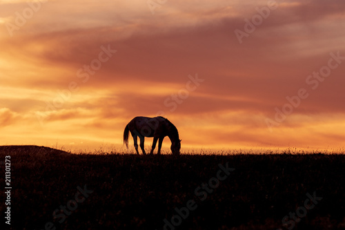 Wild Horse Stallion Silhouetted at Sunset