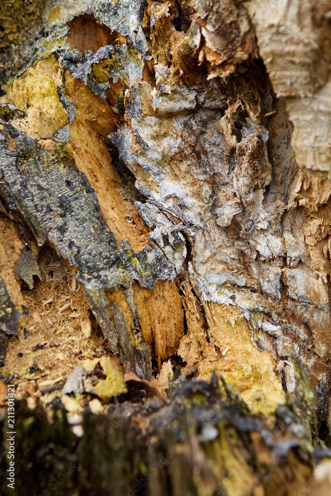 Fototapeta premium The fault tree trunk.