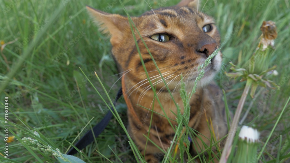 Bengal cat walks in the grass. He shows different emotions. The cat
