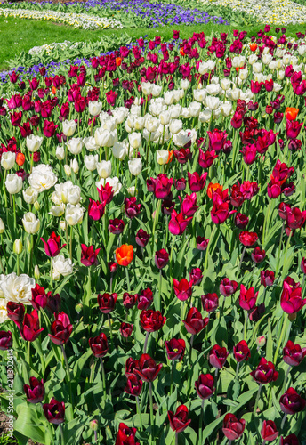 Wallpaper Mural White and burgundy tulips planted flower bed with marigoldsin the city park Torontodigital.ca