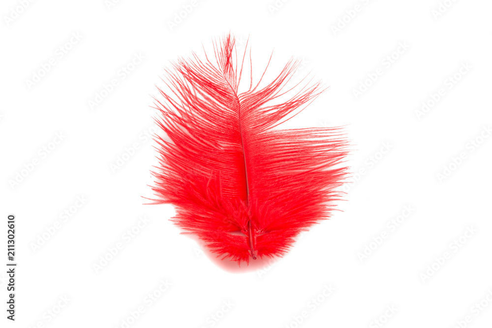 fluffy feather in red color isolated on the white fluffy feather in red color isolated on the white
