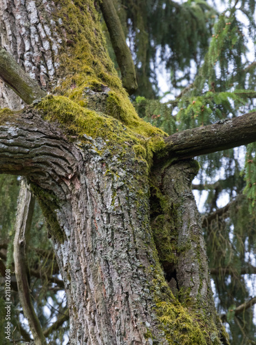 Old hollow oak tree
