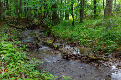 Peaceful forest stream flow down among stones