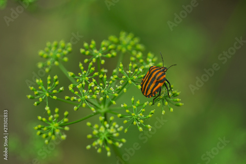 the Italian bug, the bug-tiger, bug-whale, bedbug-striped, bar stink bug, graphosoma lineatum © Inna
