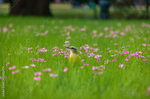 Cattle Tyrant bird  Machetornis rixosa  on a high grass green field with pink flowers at Bosques de Palermo  Palermo Woods  - Buenos Aires  Argentina