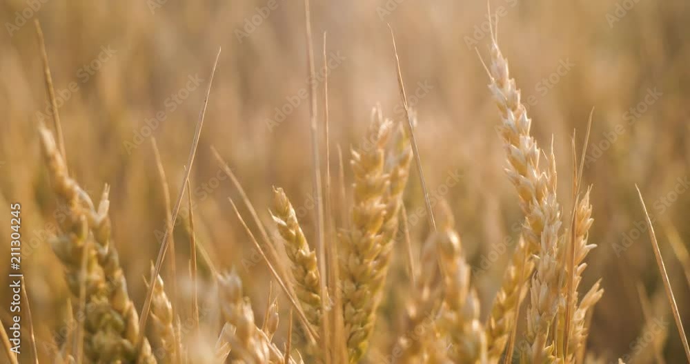 ears of ripe wheat crumble in the wind ears of ripe wheat crumble in the wind