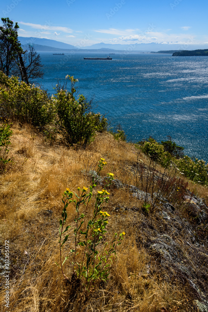 View from a hilltop in the San Juan Islands of the of the vibrant blue water of Salish Sea, with tanker ships and other islands in the distance, water, trees, bushes, yellow flowers, grasses 