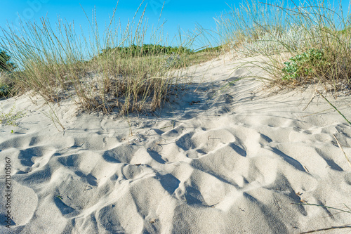 Dune of sand on the beach