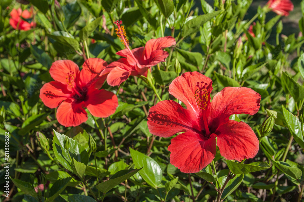 detail of hibiscus flower, Hibiscus detail of hibiscus flower, Hibiscus