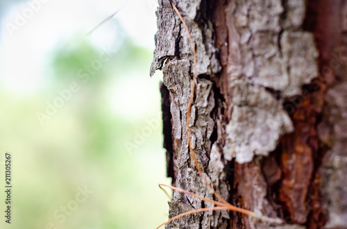 Large tree bark seen from close up, with clear sky in the forest with green around 