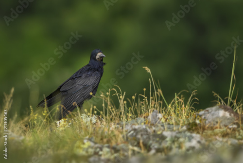Rook - Corvus frugilegus, black large bird from European woodlands, Eastern Rodope mountains, Bulgaria.