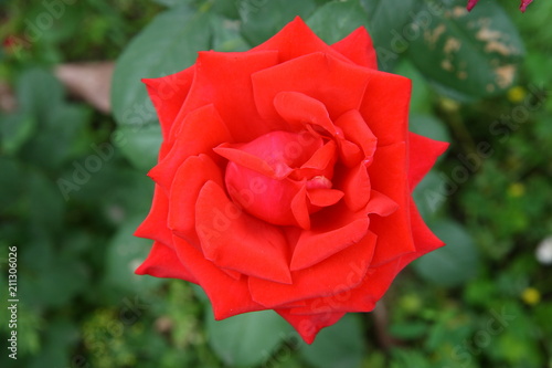Fully blown bud of tea-hybrid rose
