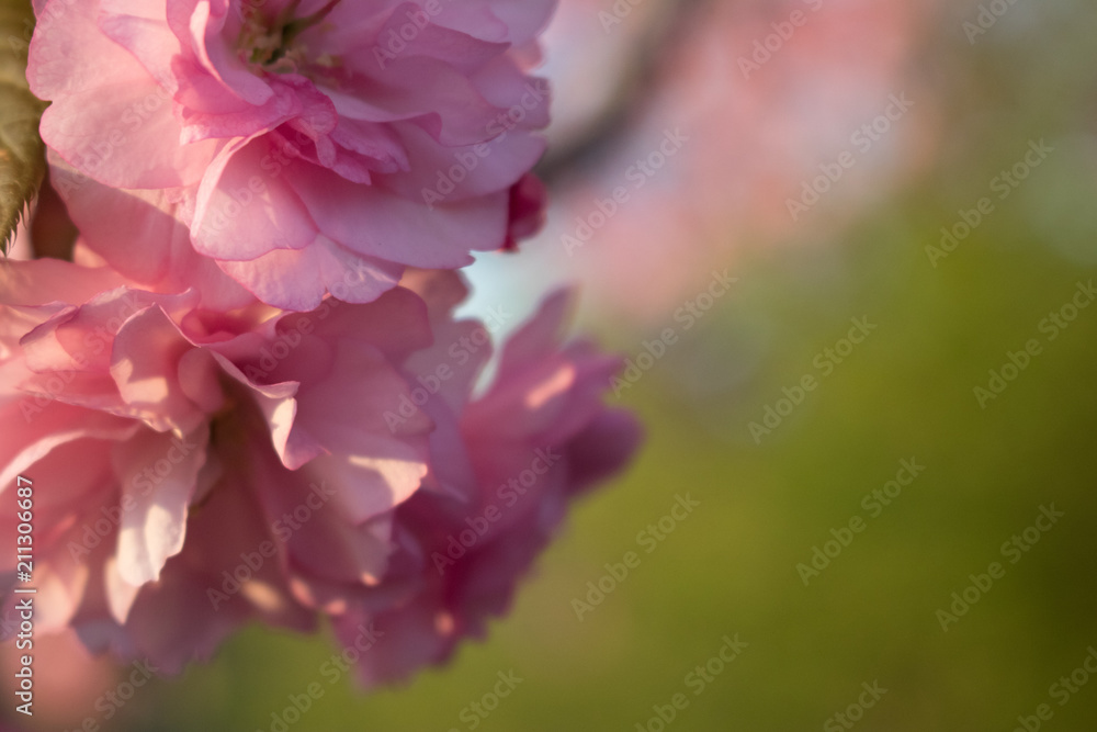 Tree Blossom Tree Blossom
