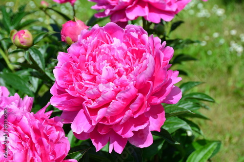 Beautiful sunny pink peony flower in summer