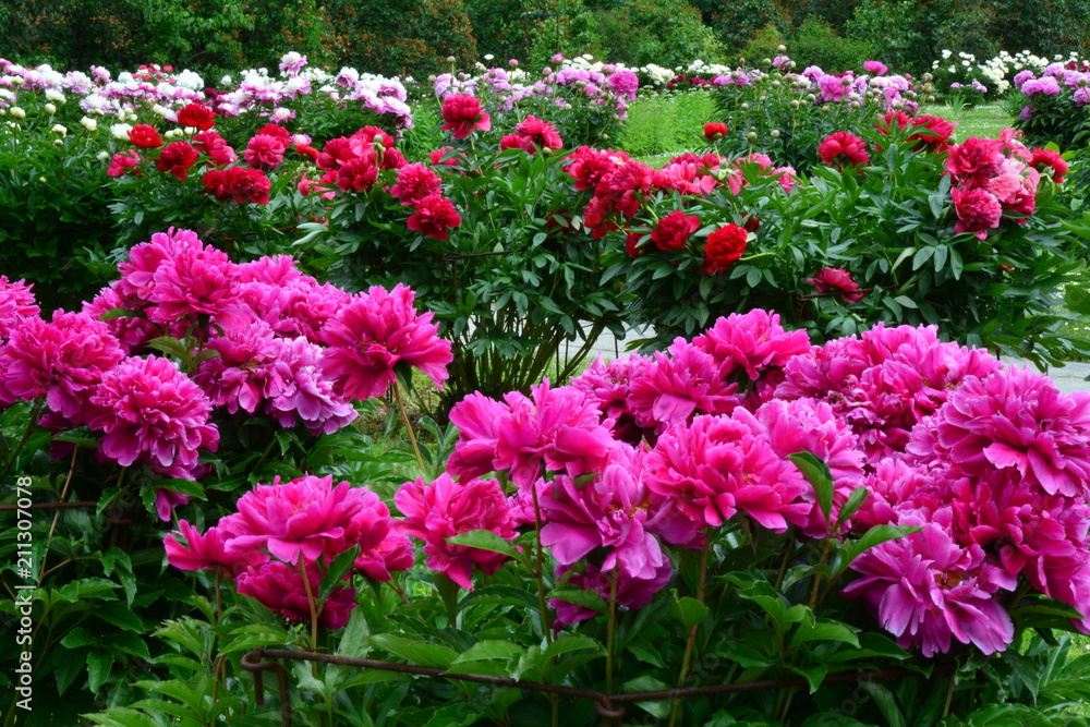 Many multicolor peony flowers Many multicolor peony flowers