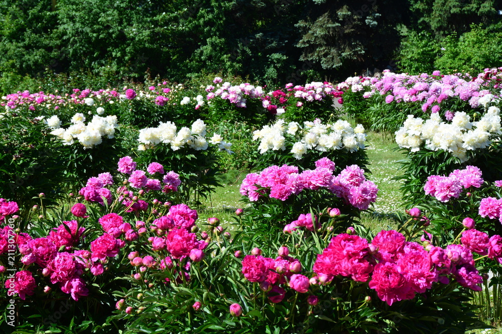 Many colorful peony flowers 