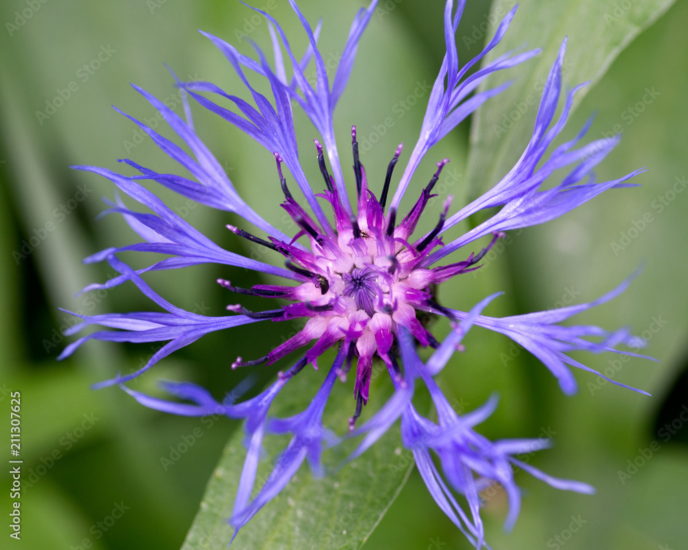 Blue spidery flower with reddish centre of Mountain Bluet in High Tatras. Slovakia. Centaurea montana. Great blue-bottle. Macro. Blue spidery flower with reddish centre of Mountain Bluet in High Tatras. Slovakia. Centaurea montana. Great blue-bottle. Macro.