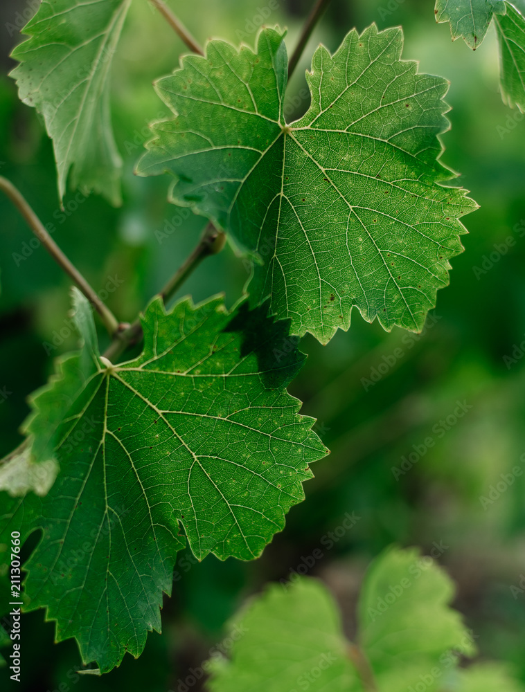 Grape leaves Grape leaves