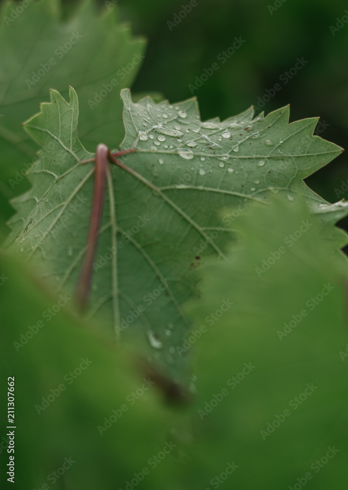 Obraz premium Grape leaves