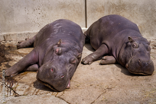Two sleepy hippos lying on the concrete floor of Belgrade zoo