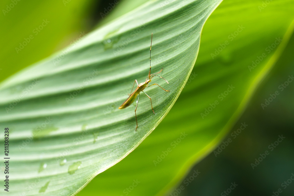 close up of insect bug on green leaf close up of insect bug on green leaf