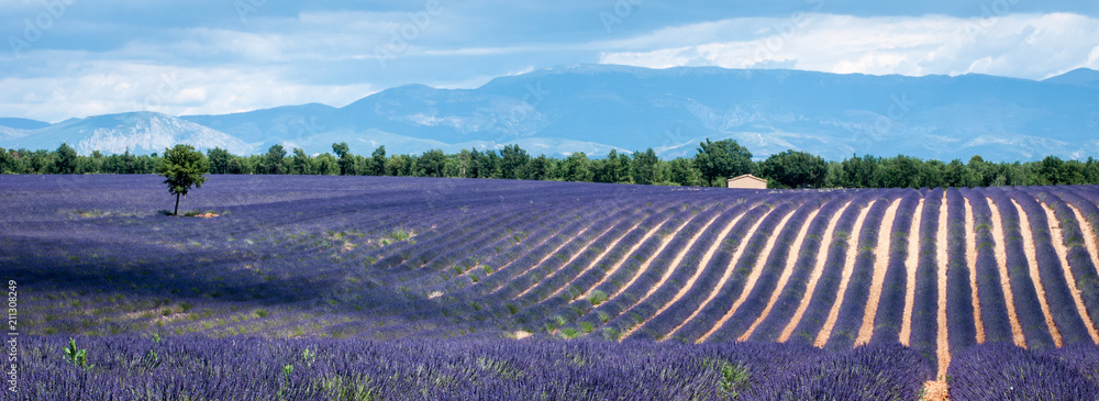 lavender fields in Provence, France