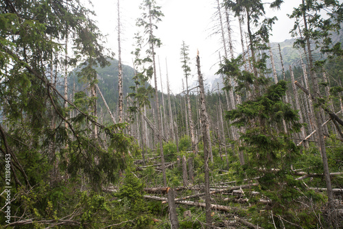 Downed trees by devastating November 2004 storm in High Tatras.