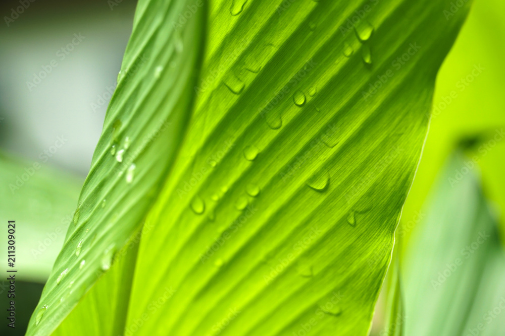 close up beautiful green leaf rain water drop close up beautiful green leaf rain water drop