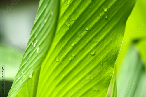 close up beautiful green leaf rain water drop