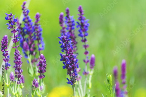 violet blue flowers herbs in the field