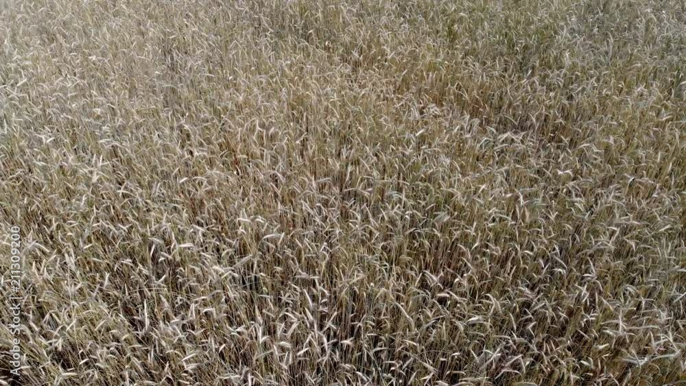 4K. Wavy movement of wheat ears. Low flight and take off over the wheat field, panoramic view from the air. 4K. Wavy movement of wheat ears. Low flight and take off over the wheat field, panoramic view from the air.