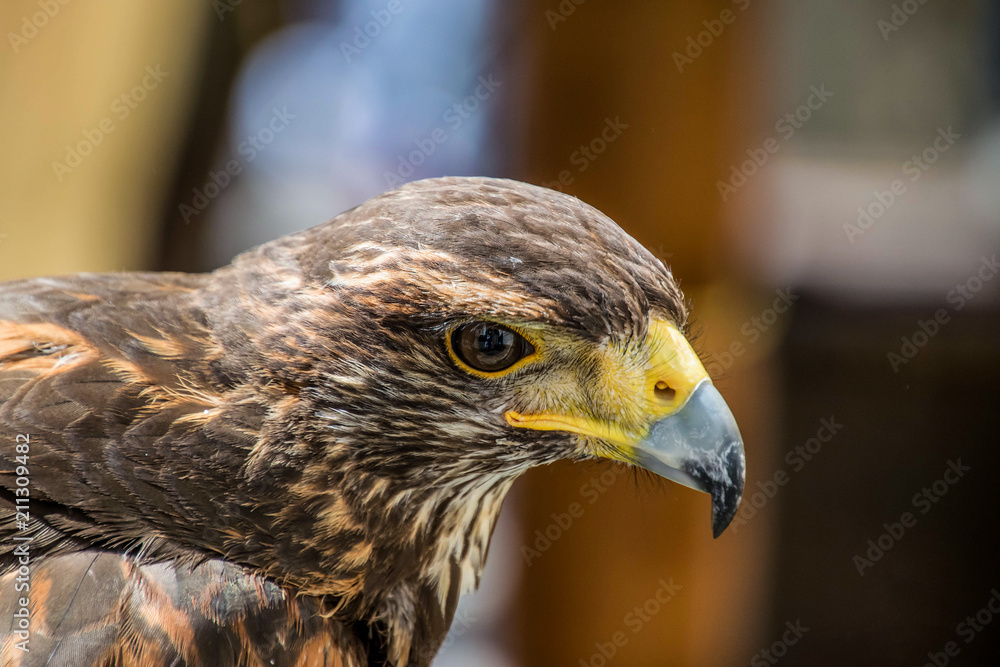 Naklejka premium eagle close up