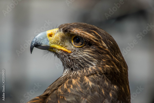 eagle close up © jcami