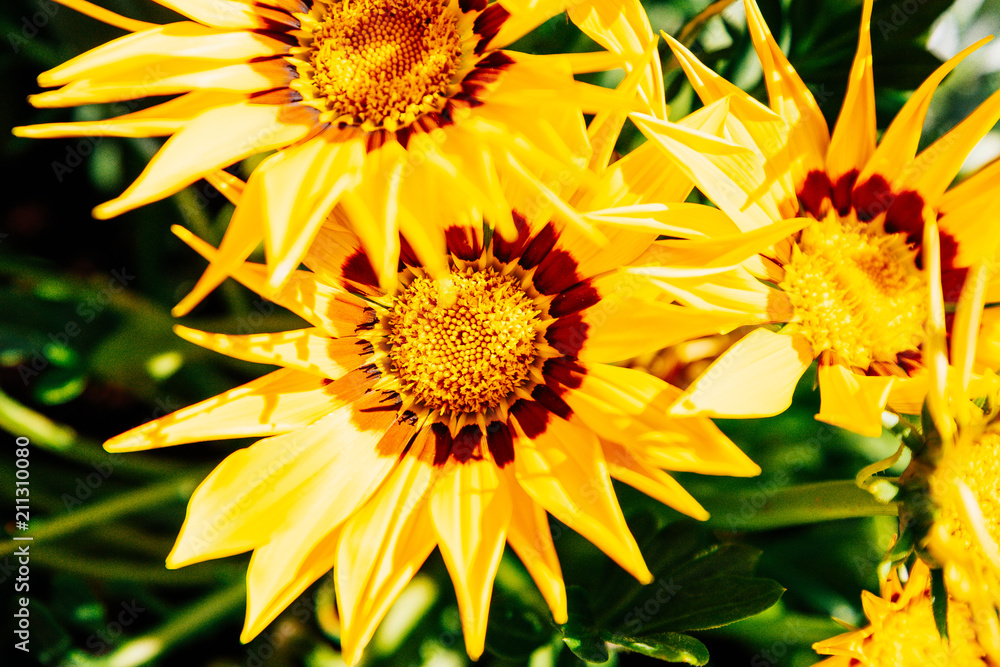 Naklejka premium Blume