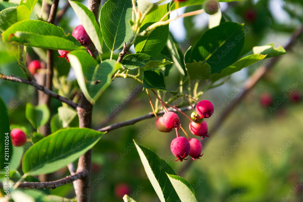 Fruit berries of shadbush shrub Amelanchier also known as shadwood, shadblow, serviceberry, sarvisberry, sarvis, juneberry, Saskatoon, sugarplum, wild-plum, chuckley, pear, sunny day